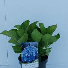 Hydrangea m. 'Bodensee'