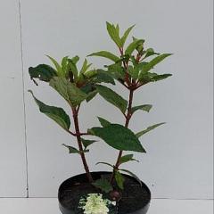 Hydrangea pan. 'Candlelight'