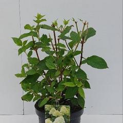 Hydrangea pan. 'Limelight'