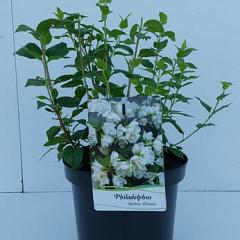 Philadelphus 'Manteau d'Hermine'