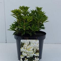Pieris jap. 'Prelude'