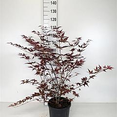 Acer pal. 'Atropurpureum'