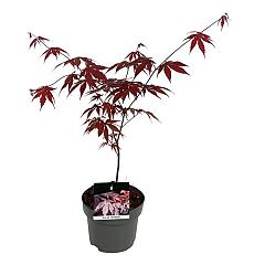 Acer pal. 'Bloodgood'