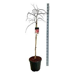 Acer pal. 'Garnet'