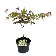 Acer pal. 'Osakazuki'