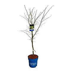 Acer pseudosieboldianum 'Arctic Jade'®