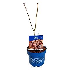 Acer pseudosieboldianum 'North Wind'®