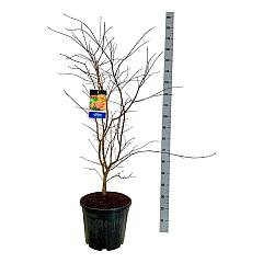 Acer pseudosieboldianum 'North Wind'®