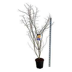Acer pseudosieboldianum 'North Wind'®