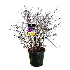 Amelanchier 'Saskatoon Berry'®