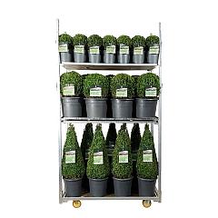 Buxus sempervirens