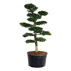Carpinus betulus