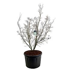 Cornus kousa 'China Girl'