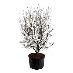 Cornus kousa 'Milky Way'
