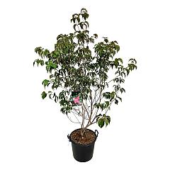 Cornus kousa 'Scarlet Fire'
