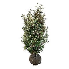 Elaeagnus ebb. 'Compacta'