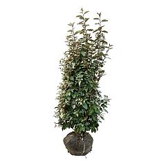 Elaeagnus ebb. 'Compacta'