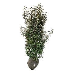 Elaeagnus ebb. 'Compacta'