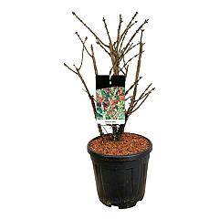 Euonymus alatus
