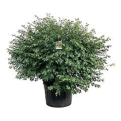 Euonymus alatus