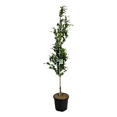 Fagus syl. 'Dawyck'