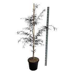 Fagus syl. 'Midnight Feather'