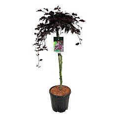 Fagus syl. 'Rohan Weeping'