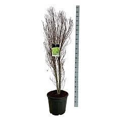 Frangula alnus Fine Line