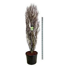 Frangula alnus Fine Line