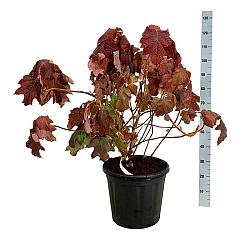 Hydrangea querc. 'Alice'