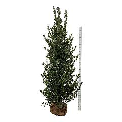 Ilex meserv. 'Heckenblau'