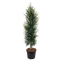Ilex 'Washington'