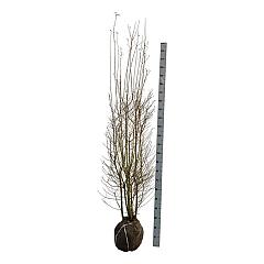 Ligustrum vulg. 'Atrovirens'