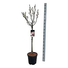 Magnolia soulangeana
