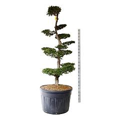 Nothofagus antarctica