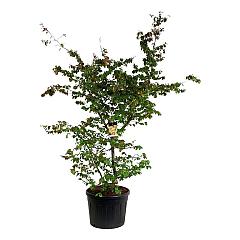 Parrotia persica