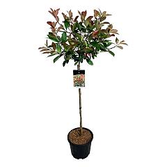 Photinia fraseri 'Red Robin'