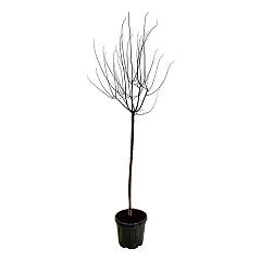Prunus cer. 'Nigra'