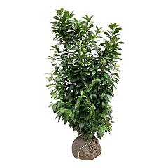 Prunus l. 'Antonius' PBR