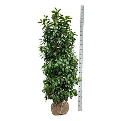 Prunus l. 'Antonius' PBR