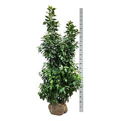 Prunus l. 'Antonius' PBR