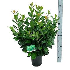 Prunus l. 'Antonius' PBR