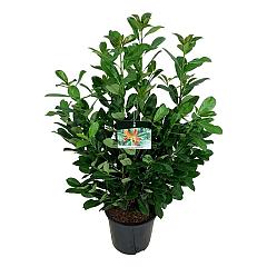 Prunus l. 'Bonaparte'