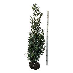 Prunus l. 'Caucasica'