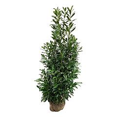Prunus l. 'Caucasica'
