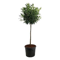 Prunus l. 'Caucasica'