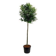 Prunus l. 'Caucasica'