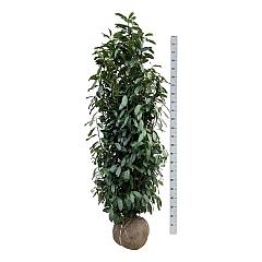 Prunus l. 'Elly'