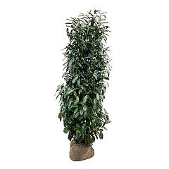 Prunus l. 'Elly'