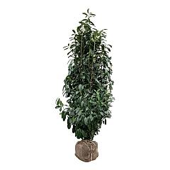 Prunus l. 'Elly'